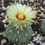 Astrophytum asterias