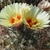 Astrophytum capricorne v. minor SB 323 (Saltillo, Mex)