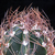 Astrophytum capricorne v. senile