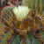 Astrophytum ornatum