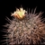 Copiapoa coquimbana FK 175 (Domeyko)