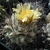 Copiapoa humilis FR 464