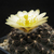 Copiapoa humilis v. tenuissima FK 779 (El Cobre)