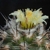 Copiapoa spec. KK 1132 (Carrizal Alto, Chile 600m)