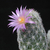 Coryphantha hendricksonii SB 1016 ( Escalon, Chihuahua, Mex)