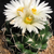 Coryphantha maiz-tablasensis (San Fransisco, SLP)