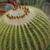Echinocactus grusonii