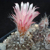 Eriosyce crispa FK 78 (Maitencillo, 300m, Chile)