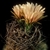 Eriosyce crispa v. totoralensis FK 526 (Totoral)