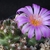 Escobaria hesteri SB 430 (Brewster Co, TX)