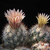 Escobaria muehlbaueriana