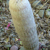 Espostoa nana