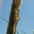 Espostoa ritterii