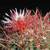 Ferocactus gracilis