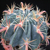 Ferocactus latispinus