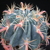 Ferocactus macrodiscus