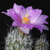 Gymnocactus subterraneus P 362