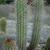 Haageocereus olowinskianus