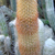 Haageocereus versicolor