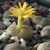 Lithops coleorum