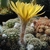Lobivia arachnacantha v. sulphurea Vazq. 542 (Valle Abajo, Bol)