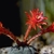 Matucana madisoniorum