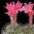 Matucana ritteri KK 711