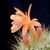 Matucana weberbaueri ssp. flammea KK 779 (Cajamarca, 2600m, Peru)