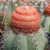 Melocactus matanzanus