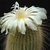 Notocactus leninghausii