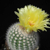 Notocactus scopa RWB 119