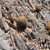 Parodia aureicentra 'muhrii' MN 294 (Angostaco, 2050m, Arg)