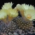 Parodia formosa 'cardenasii' FR 914