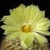 Parodia formosa Lau 939 (Palos Blancos to Entre Rios, O'Connor, Tarija, Bolivia)