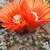 Parodia hummeliana Lau 567