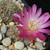 Sulcorebutia oenantha v. pampagrandensis JK 139