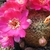 Sulcorebutia losenickyana 'verticosior' FR 752 (Sucre, Bol)
