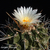 Thelocactus rinconensis