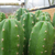 Trichocereus pachanoi