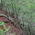 Trichocereus thelegonoides MN 314 (San Lucas - Peña Alta, 1245m, Jujuy, Arg)