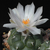 Turbinicarpus lophophoroides