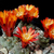 Weingartia neumanniana FR 50 (Iturbe, Arg)