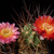 Acanthocalycium hovenii WR 1013 (Cafayate-Alemania, E Santa Barbara, 1520 m, Arg)