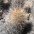 Austrocactus intertextus JN 1082 (Mallin Grande, Chubut, 835m, Arg)