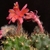 Matucana paucicostata (Ancash, Peru)