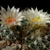 Escobaria missouriensis v. marstonii LZ 812 (Arizona Strip, Arizona, USA)