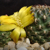 Sulcorebutia steinbachii 'gracilior' HS 209 (Colomi, Chapare, 3900m, Cochabamba, Bolivia)
