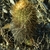 Parodia fulvispina v. brevihamata TB 215.2 (Isque, Potosi, Bolivia)
