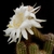 Trichocereus lamprochlorus MN 79 (Capilla del Monte, Cordoba, 915m, Arg)