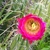 Trichocereus tulhuayacensis (Huancayo, Peru)